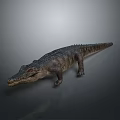 Realistic Reptile Crocodile With Detailed Scaled Skin Natural Posture Isolated On Gray Background