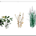 Garden Landscape Design With Various Green Plants And Ornamental Grasses