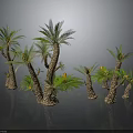 Multiple Palm Trees With Green Leaves And Brown Trunks Yellow Flowers In Decorative Arrangement