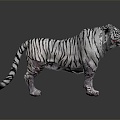 Modern Tiger White Tiger White Tiger 3d model