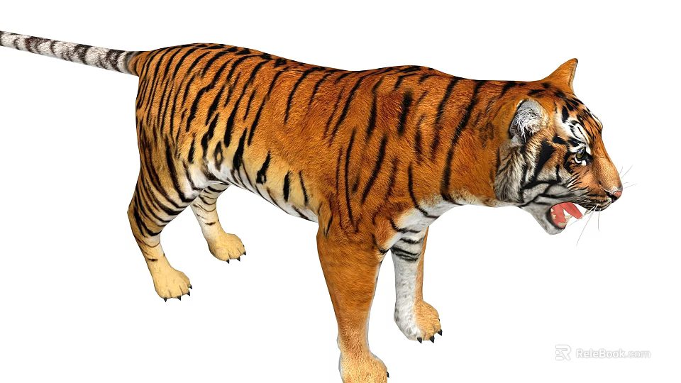 Realistic Striped Tiger Standing With Open Mouth And Detailed Fur 3d model 