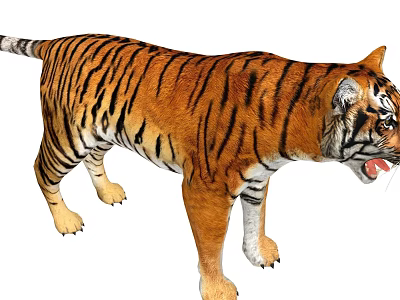 Realistic Striped Tiger Standing With Open Mouth And Detailed Fur 3d model