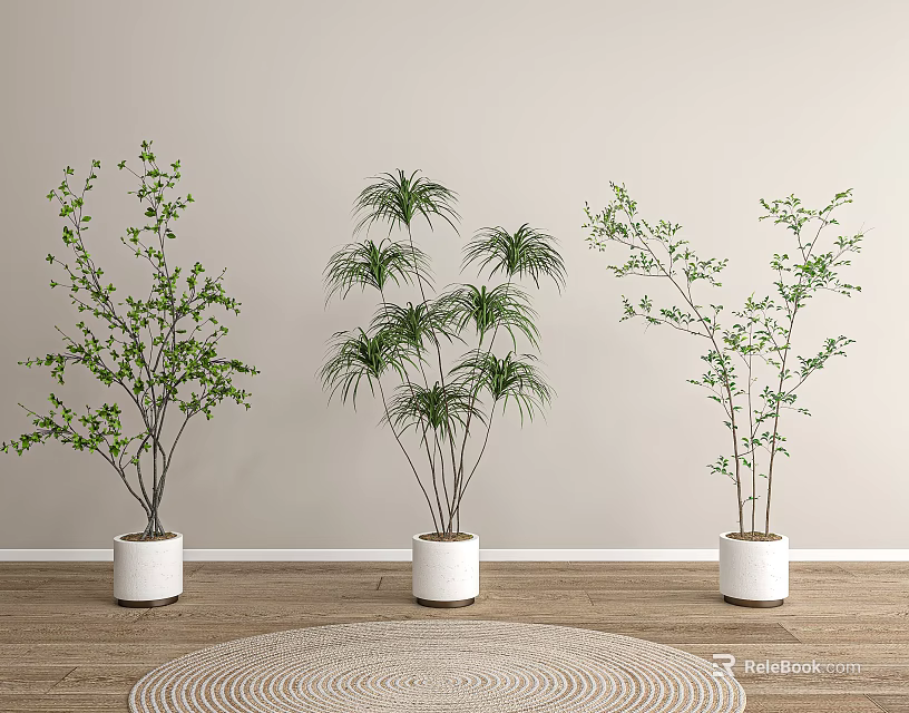 Three Bonsai Plants in White Pots on Wooden Floor with Light Wall and Round Rug 3d model 