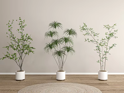 Three Bonsai Plants in White Pots on Wooden Floor with Light Wall and Round Rug 3d model