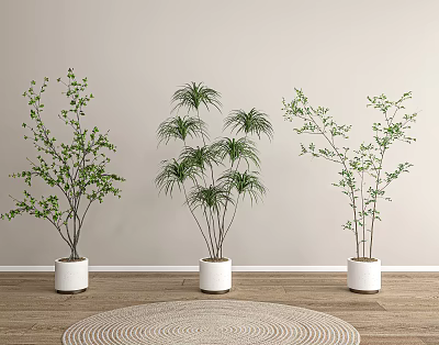 Three Bonsai Plants in White Pots on Wooden Floor with Light Wall and Round Rug 3d model