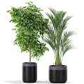 Various Green Leafy Potted Plants In Black Ceramic Pots For Indoor Decoration