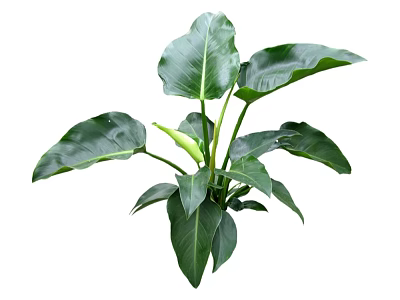 Tropical Indoor Plant With Large Green Leaves And Lush Foliage 3d model