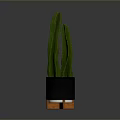 Green Cactus Plant In Black Planter With Orange Legs On Reflective Surface