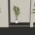 Three Potted Bonsai Plants In Modern Interior With Light Walls Floors Mirror And Round Decor