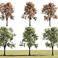 Trees Landscape Trees Street Trees Maple Trees Spring and Autumn Landscape Trees Courtyard Trees Pomegranate Trees Apple Trees Orange Trees Peach Trees 3d model