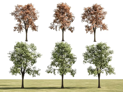 Trees With Brown And Green Leaves Arranged In Two Rows On Grassy Ground 3d model