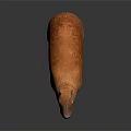 Orange Capybara With Fluffy Fur Standing On Smooth Dark Surface With Reflection 3d model