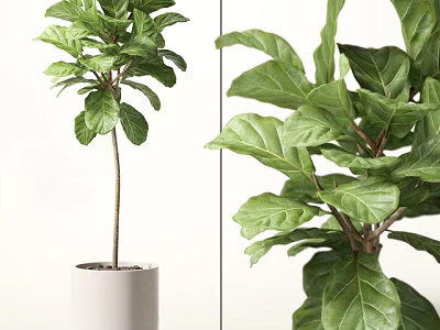 Indoor Decorative Potted Plant With Large Green Leaves In White Pot 3d model