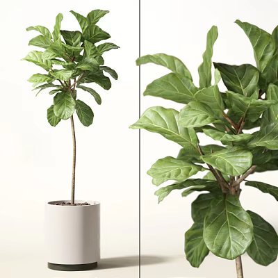 Indoor Decorative Potted Plant With Large Green Leaves In White Pot 3d model