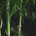 Tall Green Bamboo Stems With Lush Leaves In Natural Growth Environment