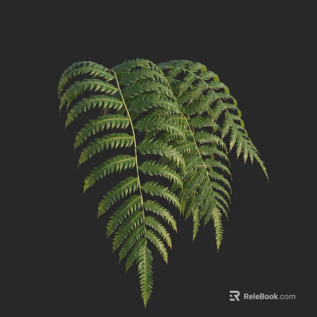 Lush Green Feathery Fern Leaves With Natural Texture And Detailed Fronds 3d model 