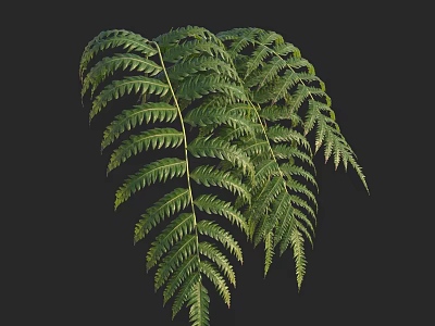 Lush Green Feathery Fern Leaves With Natural Texture And Detailed Fronds 3d model