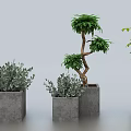 Bonsai Potted Plants In Concrete Planters With Varied Green Foliage And Small Trees
