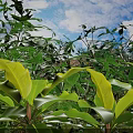 Lush Green Tropical Plant Leaves Under Blue Sky With Clouds