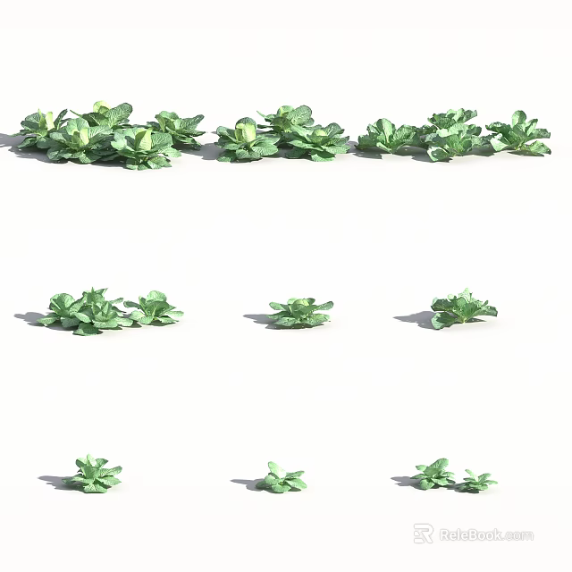 Organic Fresh Green Leafy Vegetables With Various Sizes And Natural Arrangement 3d model 