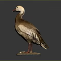 White Head Brown Body Stuffed Duck With Red Beak Red Feet And Stone Base