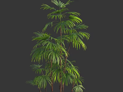 Lush Green Bamboo Plant With Multiple Stems Feathery Leaves And Natural Growth 3d model