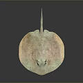 Stingray With Flat Circular Body Light And Dark Spots And Long Slender Tail 3d model