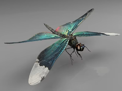 Vibrant Dragonfly With Iridescent Wings White Tipped Edges And Detailed Body 3d model