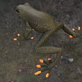 Green Aquatic Frog With Yellow Toes And Open Mouth In Jumping Posture