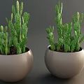 Potted Cactus Plants with Green White Spots in Light Gray Spherical Pots for Indoor Decor