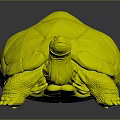 Realistic Tortoise With Brown Patterned Shell And Grey Body On Dark Background 3d model