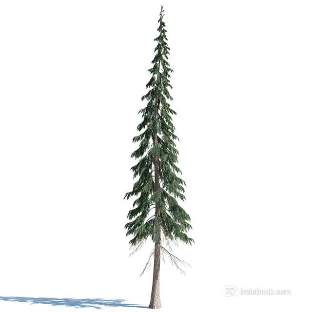 Tall Green Arbor Featuring Dense Evergreen Needles And Visible Roots 3d model