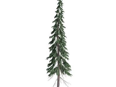 Tall Green Arbor Featuring Dense Evergreen Needles And Visible Roots 3d model