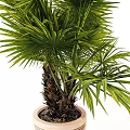 Lush Foliage Bonsai Potted Plant with Palm Tree Two Trunks and Light Colored Pot