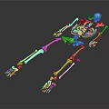 Human Skeleton Model Displaying Detailed Limbs Including Hands Feet Arms Legs
