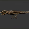Giant Insect Specimen Featuring Detailed Brown Exoskeleton And Long Legs On Dark Background