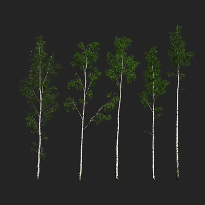 Tall Arbor Trees With Green Leaves And White Trunks In Natural Setting 3d model