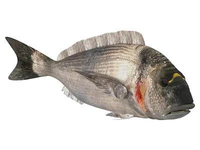 Detailed Marine Fish With Grey Body Black Fins Red Gills Yellow Eyes 3d model
