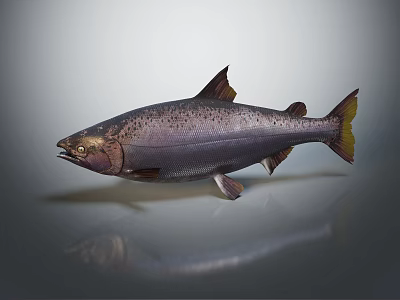 Fresh Salmon Fish With Purple Body Yellow Tail And Spots Isolated On Gray Background 3d model