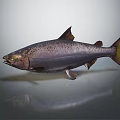 Modern fish salmon large scale salmon nuke salmon 3d model