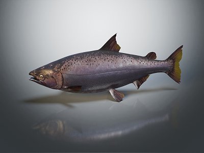 Modern fish salmon large scale salmon nuke salmon 3d model