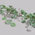 Green Lily Pads and Pink Lotus Flowers on Water Surface with Budding Blooms