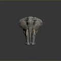 3D Elephant with Gray Brown Texture Long Ivory Tusks Standing on Dark Background and Reflection 3d model