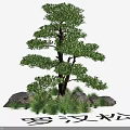 Garden Landscape Featuring Podocarpus Tree With Rocks And Green Foliage
