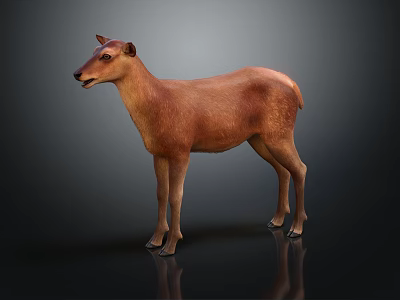 Detailed Realistic Brown Deer Standing On Dark Background With Reflective Surface 3d model