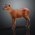 Detailed Realistic Brown Deer Standing On Dark Background With Reflective Surface 3d model