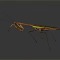 Brown Mantis With Green Wings Long Legs And Antennae On Gray Background