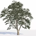 Tall Arbor With Green Foliage Sturdy Trunk And Lush Canopy 3d model