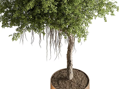 Lush Green Potted Tree With Aerial Roots In Brown Round Planter On White Background 3d model