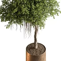 Lush Green Potted Tree With Aerial Roots In Brown Round Planter On White Background